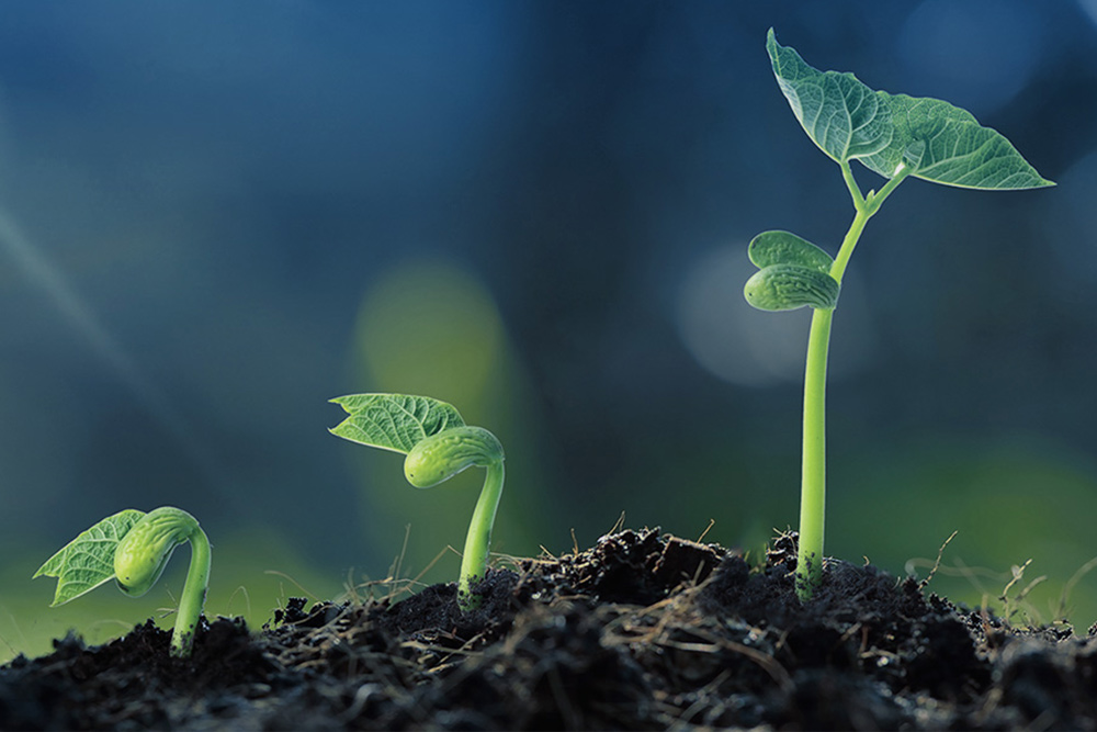 Find ways to cultivate talents